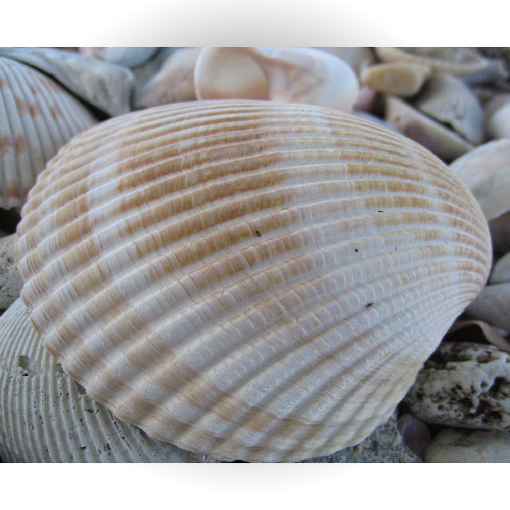 Florida Seashell
